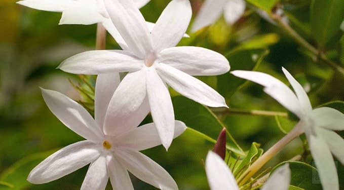 Jasmine Hydrosol Face Mist Calming Spray, Toner, Aromatherapy, Body Mist, Set Makeup, 8oz, Pure Hydrosol Water Jasmine by Organic Pure Oil-Velvo Beauty