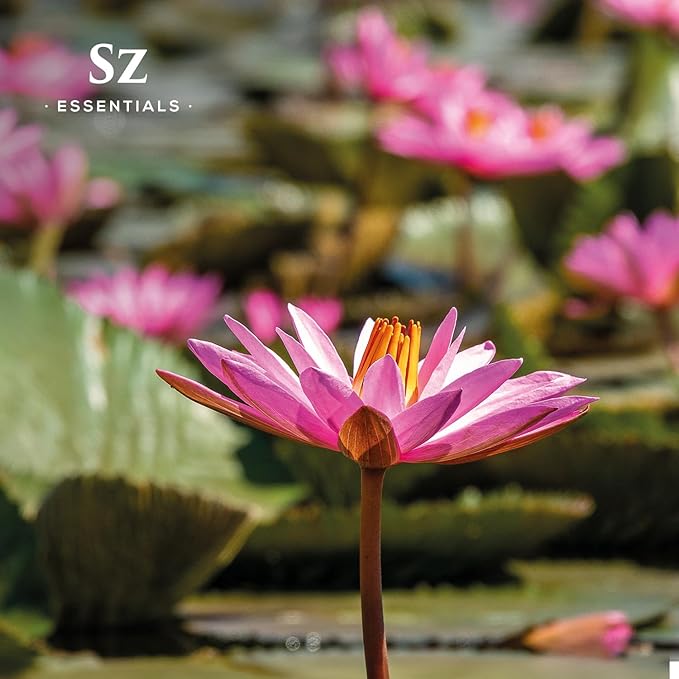 Pink Lotus 100% Pure, Essential Natural Oil - Extracted from Nymphaea Nucifera - Divine & Sweet Scent, with Exotic Floral Overtones - Therapeutic Grade & Vegan - 0.17oz (5ml)-Velvo Beauty