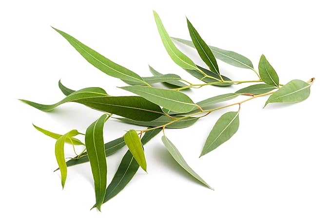 US Organic 100% Pure Eucalyptus Essential Oil (Radiata) - USDA Certified Organic, Steam Distilled - W/Euro droppers (More Size Variations Available) (15 ml / .5 fl oz)-Velvo Beauty