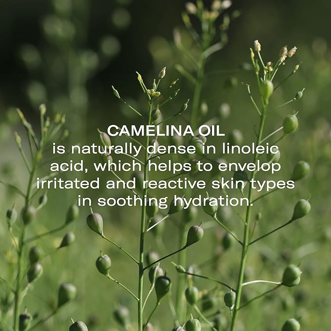 Odacité Anti Aging Serum Concentrate with Camelina + Chamomile, For Sensitive Skin Glow - Lightweight and Hydrating Facial Oil for Redness, Sensitivity & Irritation - 0.17 fl. oz-Velvo Beauty