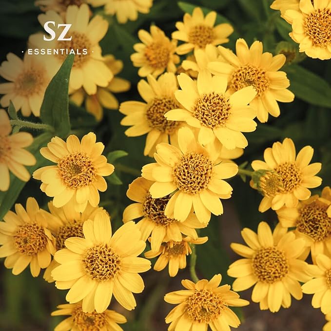 Arnica Essential Oil (Arnica Montana) – Therapeutic Grade, 100% Pure & Undiluted with Fresh Herbal Aroma for Soothing Relief, Aromatherapy, Muscle Recovery & Skin Care - Vegan 0.17 oz-Velvo Beauty