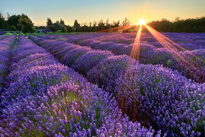 Organic Miracle Body Balm, Lavender, 2 Fluid Ounce-Velvo Beauty