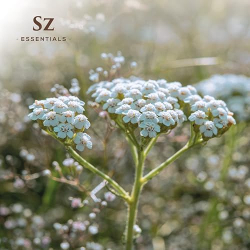 Blue Yarrow Essential Oil – 100% Pure – Calming & Grounding – Deep Blue Steam-Distilled Oil from Achillea millefolium – Aromatherapy, Self-Care & Natural Perfumery – 0.22 fl oz (6.5 mL)-Velvo Beauty