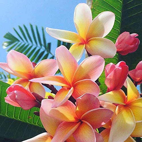 Pure Fiji Spa Gifts for Women and Man - Body Gift Box Include: Sugar Scrub , Bath and Body Oil, Body Butter and Body Lotion, Scent Frangipani-Velvo Beauty