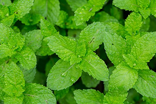 US Organic 100% Pure Peppermint Essential Oil - USDA Certified Organic - 10 ml Pack of 2 - w/Improved caps and droppers (More Size Variations Available)-Velvo Beauty