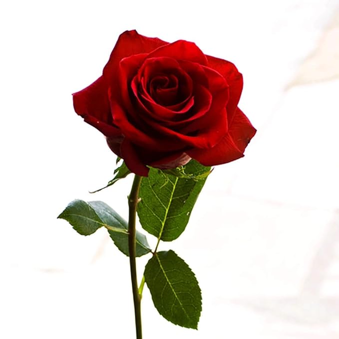 Organic Honey Rose Natural Moisturizing Lip Balm, Natural Lip Repair, Healing Organic Shea Butter, 0.60 Ounce (Pack of 4)-Velvo Beauty