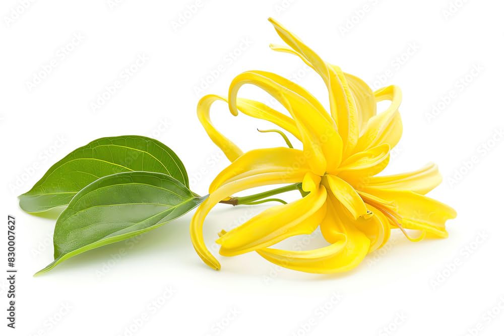 US Organic Ylang Ylang Essential Oil – 100% Pure Complete Grade, USDA Certified, Steam Distilled from Cananga Odorata – Floral Scent for Diffuser, Perfumery, Skincare – Sourced from Madagascar, 10ml-Velvo Beauty