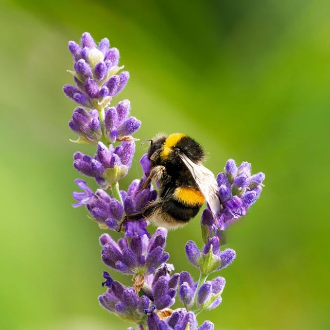 Lavender Aerated Lip Balm tin - Single-Velvo Beauty