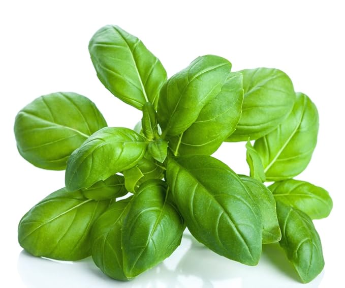 US Organic 100% Pure Basil Essential Oil - USDA Certified Organic, Steam Distilled, 15 ml-Velvo Beauty