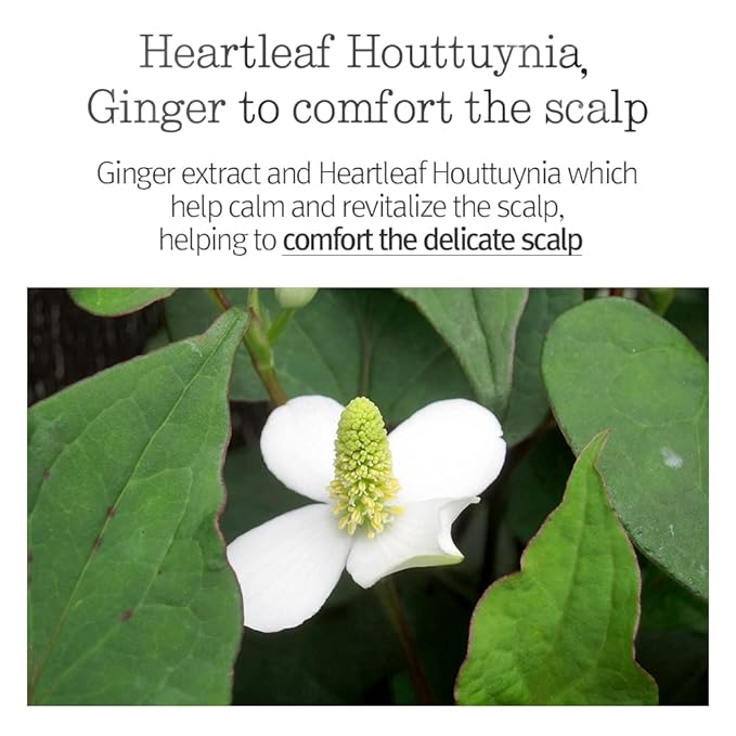 PYUNKANG YUL Hair&Body Travel Kit | Shampoo, Conditioner, Body Wash, Lotion, Spa Kit, 4 items | Low pH, Moisturizing, Soothing, Refreshing, Fragrance Free | Korean Skin Care | 3.38 Fl.Oz. x 4ea-Velvo Beauty