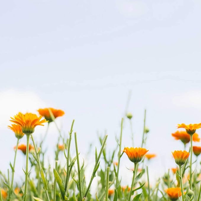 Tata Harper Purifying Mask, Clay Face Mask, Face Mask for Blackheads, Mask for Oily Skin, Natural Skincare 30ml-Velvo Beauty