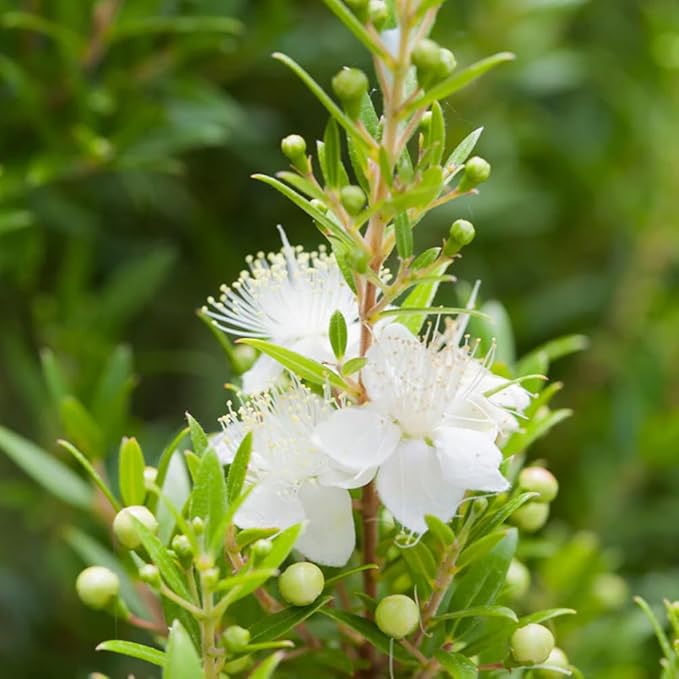 Aromatics International Premium Organic Myrtle Green Essential Oil 18ml | 100% Pure Essential Oil for Diffusion & Aromatherapy-Velvo Beauty