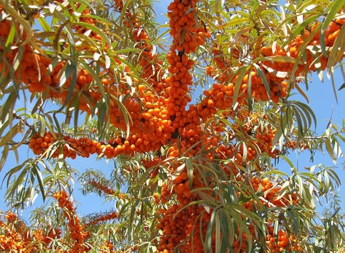 2PCS Natural Plant lip balm Pink Lips Serum Lightening Dark Lips Bleaching Essence Lip Balm Repair Fine Lines Brighten Moisture Exfoliator Lip Care (Orange)-Velvo Beauty