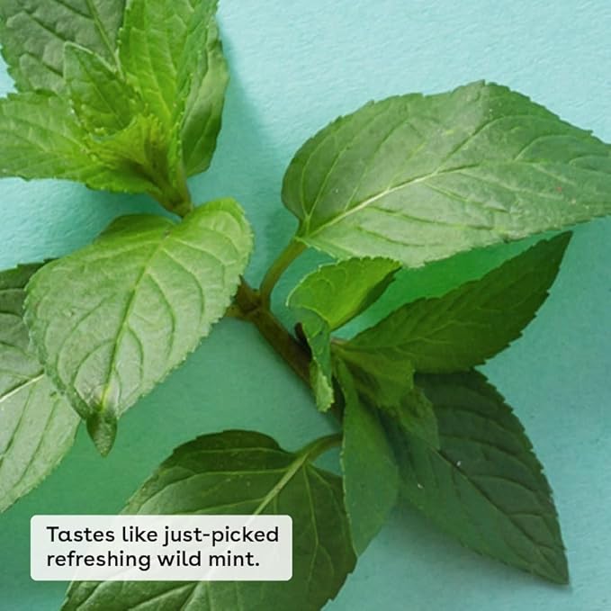 eos 100% Natural & Organic Lip Balm- Sweet Mint, Dermatologist Recommended, All-Day Moisture Lip Care, Made for Sensitive Skin, 0.14 oz-Velvo Beauty