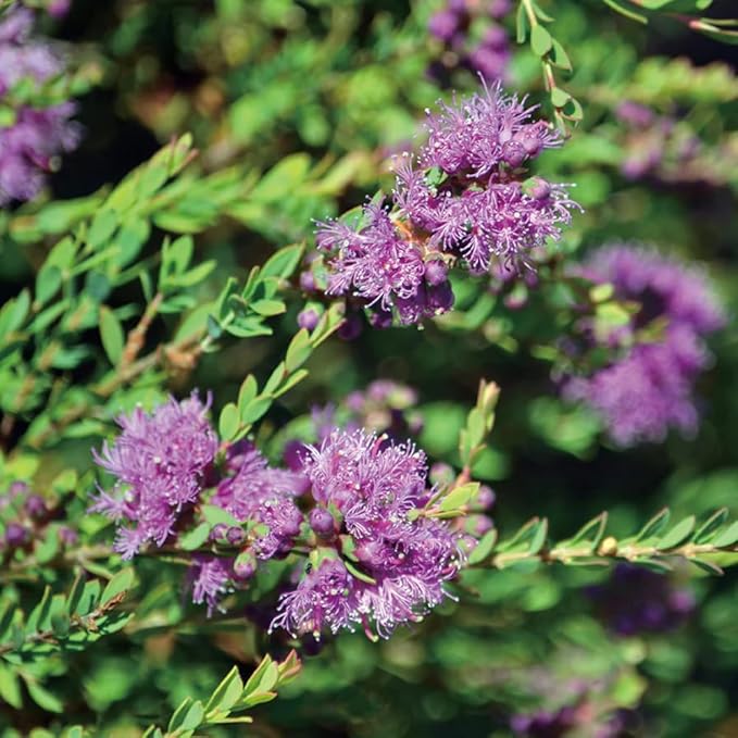 Aromatics International Premium Organic Honey Myrtle Essential Oil 18ml | 100% Pure Essential Oil for Diffusion & Aromatherapy-Velvo Beauty