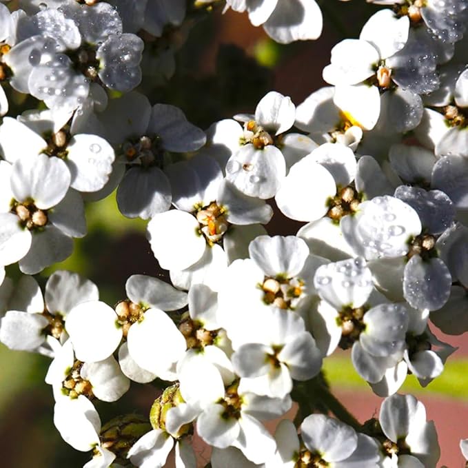 Aromatics International Premium Organic Yarrow Essential Oil 18ml | 100% Pure Essential Oil for Diffusion & Aromatherapy-Velvo Beauty