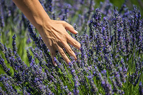US Organic 100% Pure Lavender Essential Oil, Directly sourced from Bulgaria, USDA Certified Organic, Undiluted, for Diffuser, Humidifier, Massage, Skin, Hair Care, Non GMO, 30 ml-Velvo Beauty
