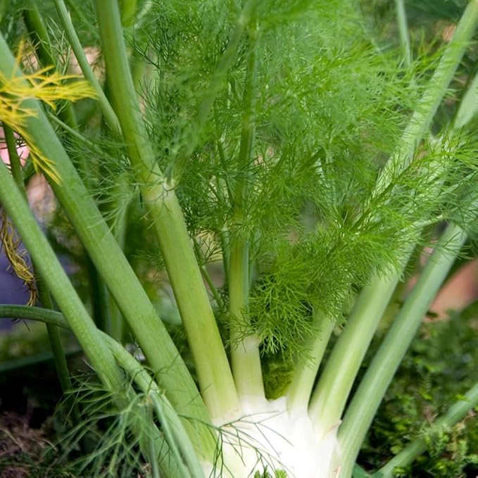 Aromatics International Premium Organic Fennel Sweet Essential Oil 5ml | 100% Pure Essential Oil for Diffusion & Aromatherapy-Velvo Beauty