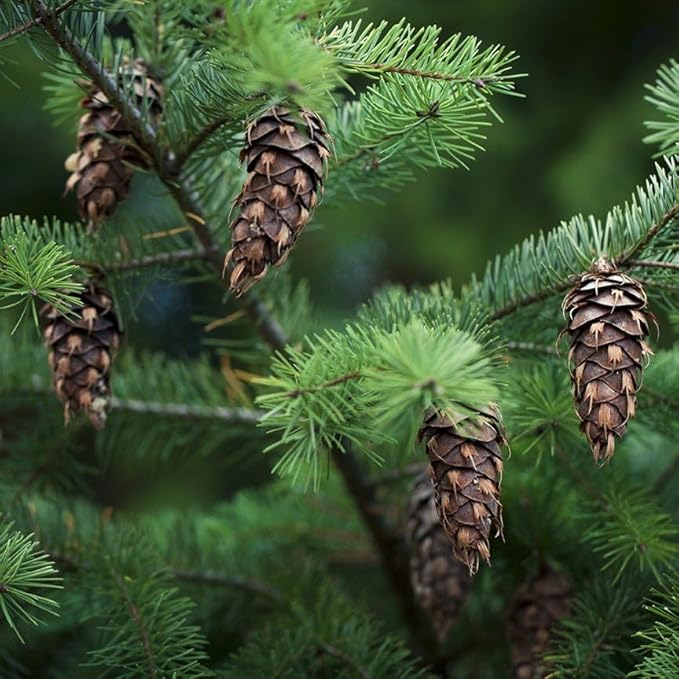 Aromatics International Premium Organic Douglas Fir Essential Oil 18ml | 100% Pure Essential Oil for Diffusion, Aromatherapy & Wellness Use-Velvo Beauty