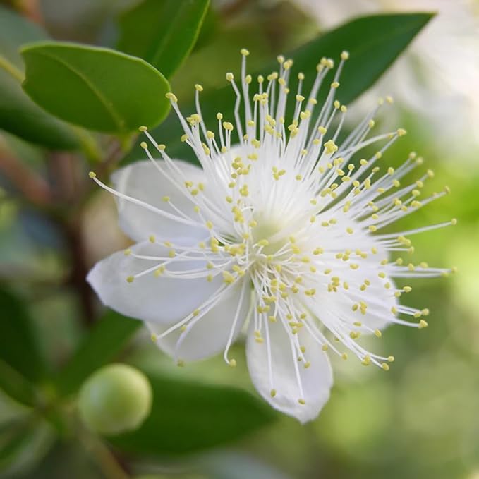 Aromatics International Premium Organic Myrtle Red Essential Oil 18ml | 100% Pure Essential Oil for Diffusion & Aromatherapy-Velvo Beauty