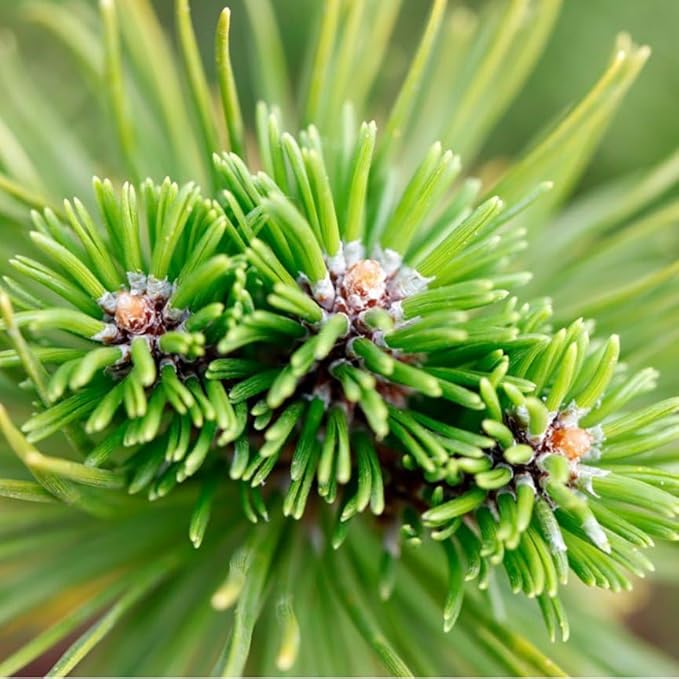 Aromatics International Premium Organic Siberian Fir Essential Oil 5ml | 100% Pure Essential Oil for Diffusion & Aromatherapy-Velvo Beauty