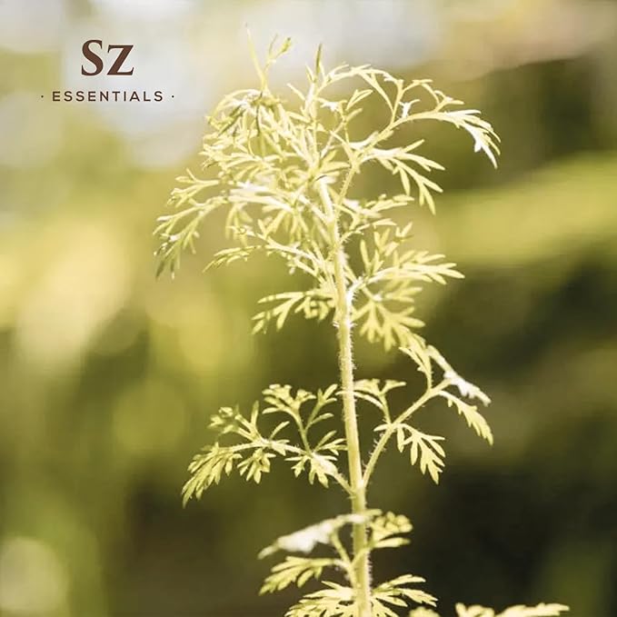 Davana Essential Oil - 100% Pure & Undiluted - Extracted from Artemisia Pallens- Sweet and Sour, Dried-Fruity, and Watermelon-Like Aroma Therapeutic Grade & Vegan - 0.17 oz (5 ml)-Velvo Beauty