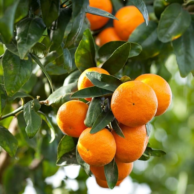 Aromatics International Premium Organic Mandarin Red Essential Oil 5ml | 100% Pure Essential Oil for Diffusion & Aromatherapy-Velvo Beauty