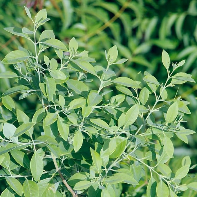 Aromatics International Premium Organic Sandalwood Essential Oil 18ml | 100% Pure Essential Oil for Diffusion & Aromatherapy-Velvo Beauty