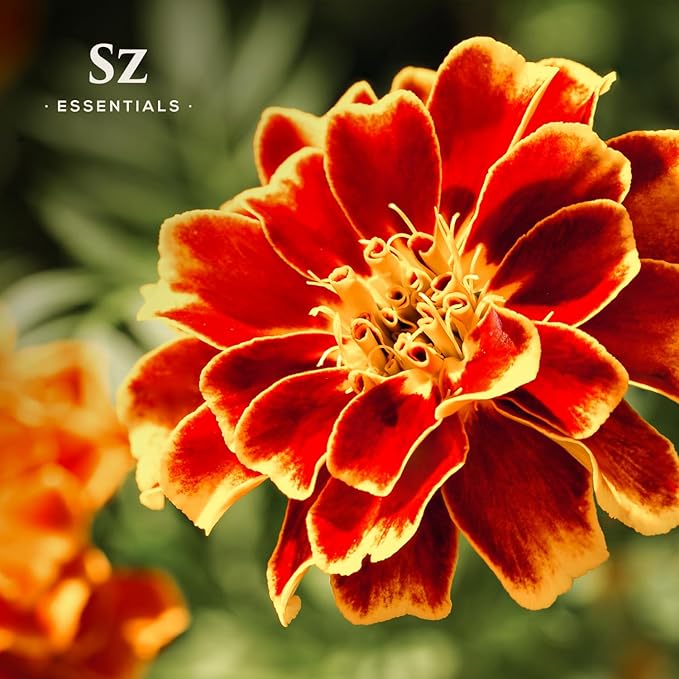 Marigold Essential Oil - aka. Calendula Officinalis - 100% Pure and Undiluted - Unlock The Precious Aroma of Real Marigold - Therapeutic Grade & Versatile Usage - 0.17oz-Velvo Beauty