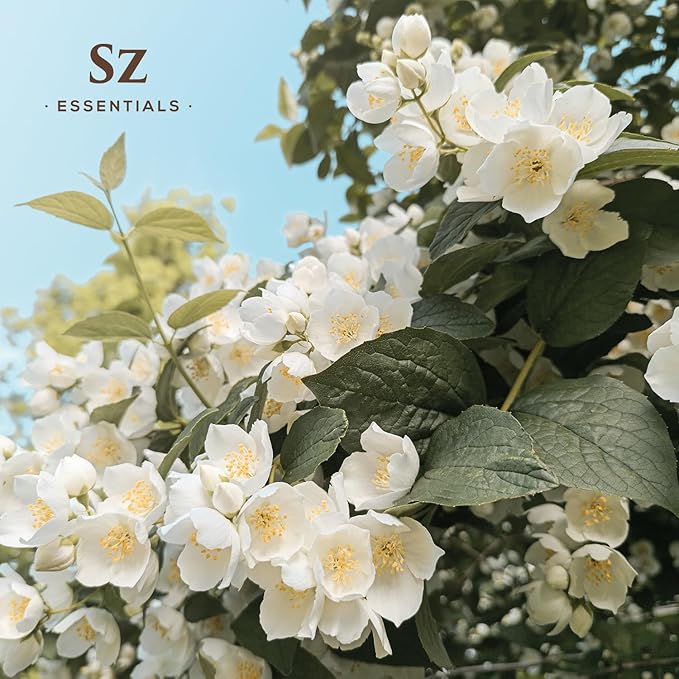 Jasmine Absolute Essential Oil – 100% Pure & Undiluted – 4 Jasminum Species – Divine Floral & Exotic Scent! – Aromatherapy & Natural Perfumery - Therapeutic Grade & Vegan – 0.17oz (5mL)-Velvo Beauty