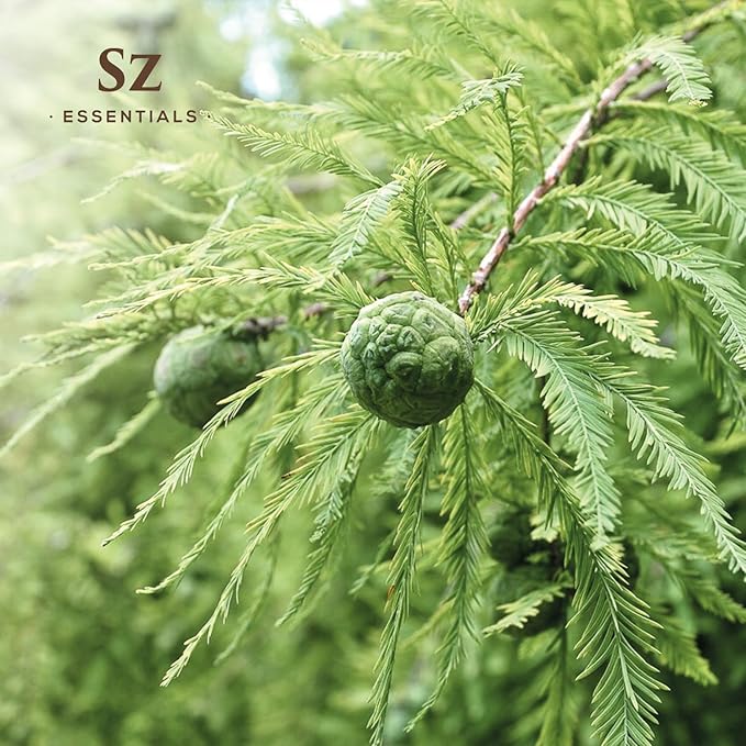 Cypress Essential Oil (Cupressus sempervirens) - 100% Pure & Undiluted - Fresh Crisp & Woody Aroma with Overtones of Earth and Evergreen - Therapeutic Grade and Vegan - 0.17 oz (5ml)-Velvo Beauty