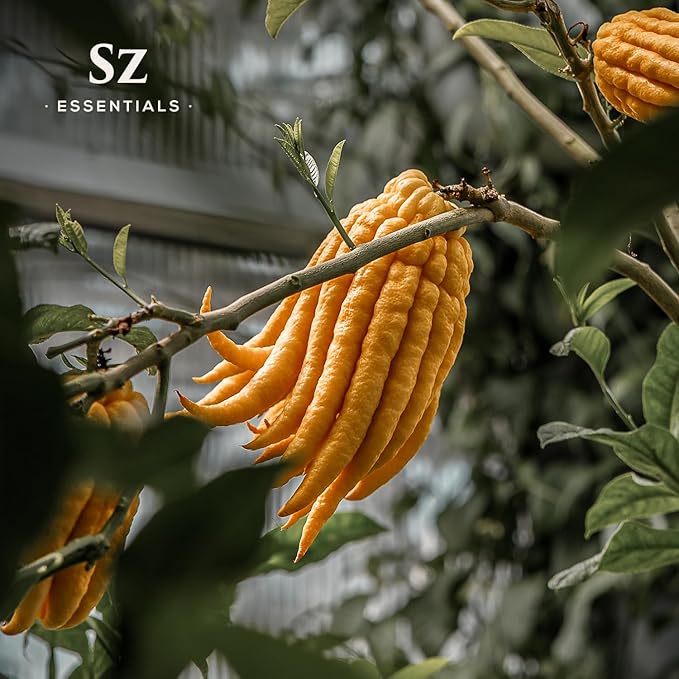 Buddha's Hand Essential Oil, 100% Pure, Extracted from The Most Fragrant Italian Finger Citron - Citrusy & Lemony Scent with Sweet Overtones - Therapeutic Grade & Vegan - 0.17oz (5ml)-Velvo Beauty