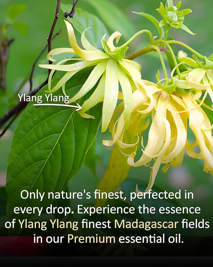 Pure Ylang Ylang Essential Oil, 100% Pure Natural Ylang Ylang Essential Oil, Premium Grade Essential Oils for Diffusers for Home, Skin, Care Massage, Soap Make, Aromatherapy, 4 Fl Oz | 120ml-Velvo Beauty