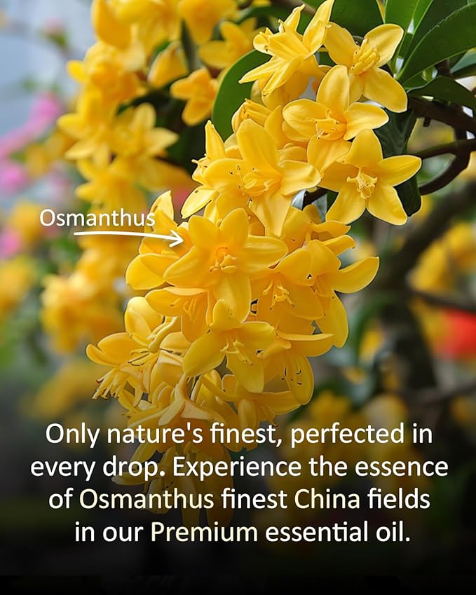 Pure Osmanthus Essential Oil, 100% Pure Natural Osmanthus Essential Oil, Premium Grade Essential Oils for Diffusers for Home, Skin, Care Massage, Soap Making, Aromatherapy, 4 Fl Oz | 120ml-Velvo Beauty