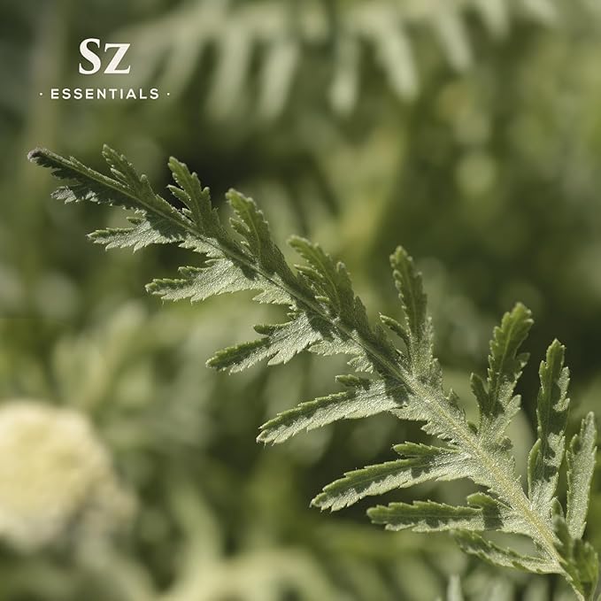 Davana Essential Oil - 100% Pure & Undiluted - Extracted from Artemisia Pallens- Sweet and Sour, Dried-Fruity, and Watermelon-Like Aroma Therapeutic Grade & Vegan - 0.17 oz (5 ml)-Velvo Beauty