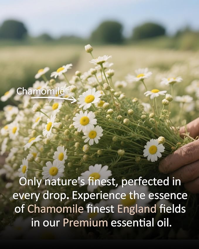 Pure Chamomile Essential Oil, 100% Pure Natural Chamomile Essential Oil, Premium Grade Essential Oils for Diffusers for Home, Skin, Care Massage, Soap Making, Aromatherapy, 4 Fl Oz | 120ml-Velvo Beauty