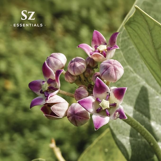 Ashwagandha Essential Oil, 100% Pure and Natural - Undiluted, Steam Distilled from Withania Somnifera - Woody & Earthy Scent with Nutty Overtones - Therapeutic Grade & Vegan - 0.17oz-Velvo Beauty