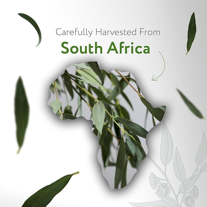 HBNO California Bottled Organic Eucalyptus Essential Oil (Radiata) 1 fl oz (30ml) - USDA Certified Organic Eucalyptus Oil - Perfect Eucalyptus Oil Essential Oil for Aromatherapy-Velvo Beauty