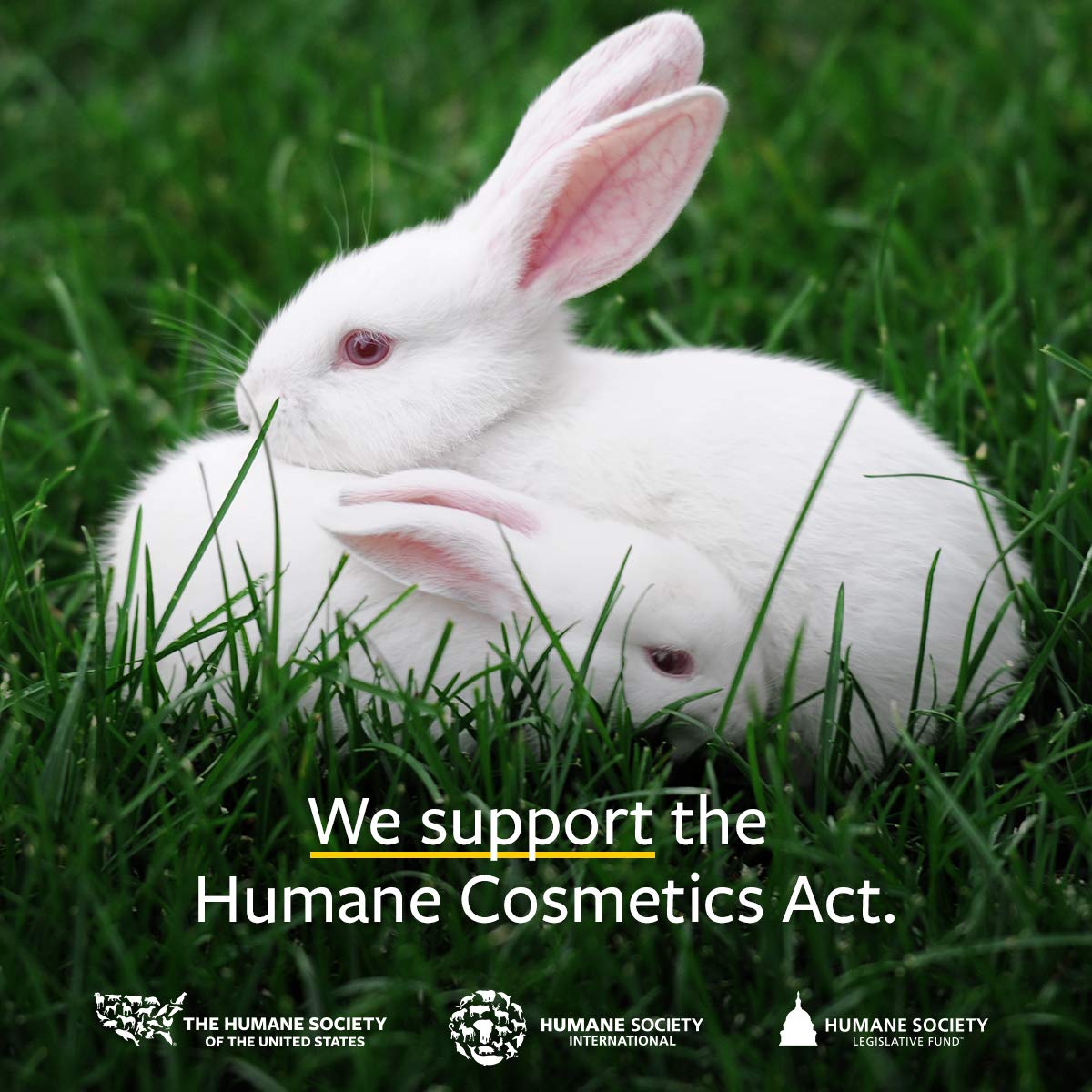 US Organic Borage seed Oil (18% GLA), USDA Certified Organic, 100% Pure & Natural, Cold Pressed, aka Starflower oil, in Amber Glass Bottle w/Eye dropper for Easy Application (2 oz (56 ml))-Velvo Beauty