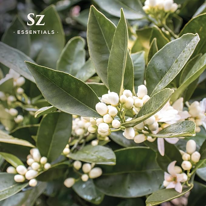 Petitgrain Sur Fleurs Essential Oil - 100% Pure and Undiluted - Extracted from Neroli-Bitter Orange Tree - Citrusy & Woody Scent with Fresh Neroli Floral Overtones - Therapeutic Grade-Velvo Beauty