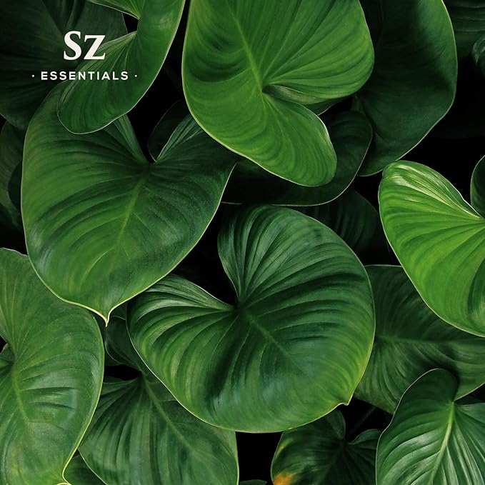 Gandhi Root Essential Oil, 100% Pure Sugandh Mantri Oil, Steam Distilled from Homalomena Aromatica - Sweet & Woody Scent w/Earthy Overtones - Therapeutic Grade & Vegan - 0.17oz (5ml)-Velvo Beauty