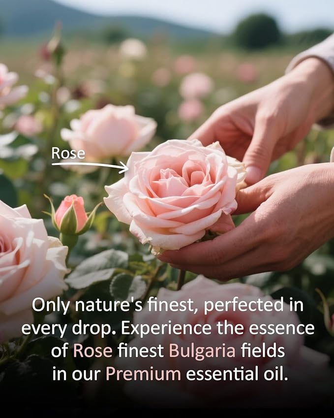 Pure Rose Essential Oil, 100% Pure Natural Rose Essential Oil, Premium Grade Essential Oils for Diffusers for Home, Skin, Care Massage, Soap Making, Aromatherapy, 4 Fl Oz | 120ml-Velvo Beauty