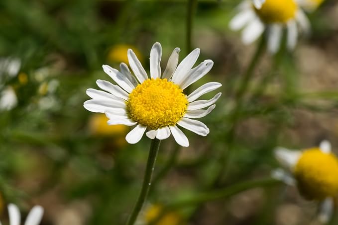 US Organic 100% Pure Chamomile (Roman) Essential Oil - USDA Certified Organic, Steam Distilled - W/Euro Dropper (More Size Variations Available) (5 ml)-Velvo Beauty