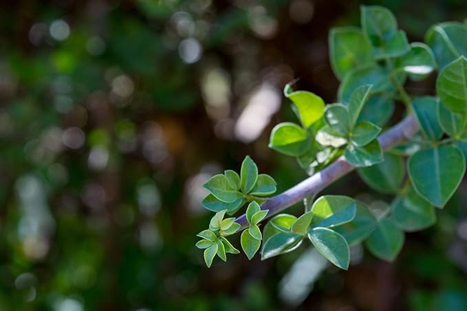 US Organic 100% Pure Frankincense (Boswellia Carteri) Essential Oil - Sourced from The Horn of Africa, USDA Certified Organic, Use Topically or in Diffuser, Perfect for Yoga or Meditation (5 ml)-Velvo Beauty