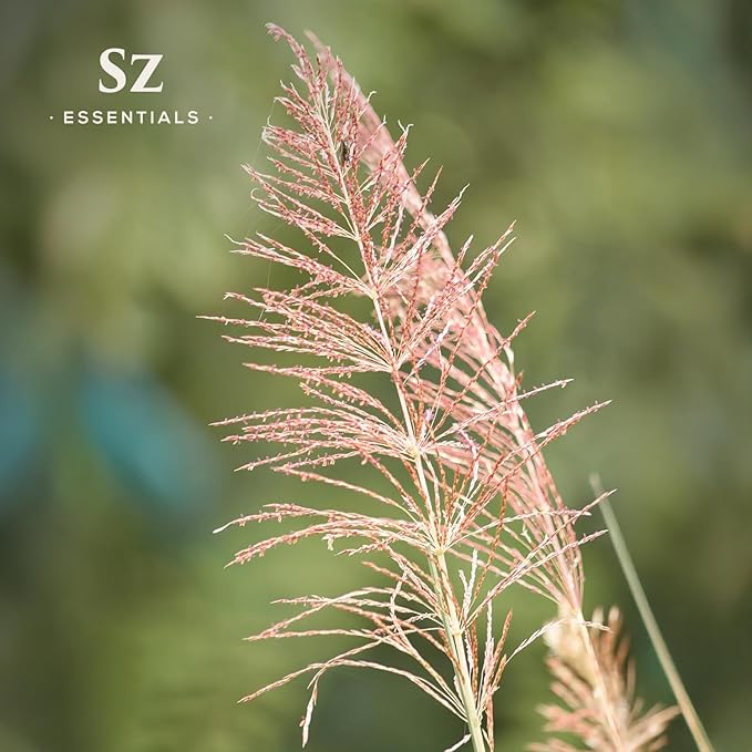 Vetiver Essential Oil - 100% Pure, Premium & Natural - Undiluted - Sweet, Earthy, Woody and Grassy Scent with Smoky grounding Undertones- Therapeutic Grade & Vegan - 1/6 oz. (5 mL)-Velvo Beauty