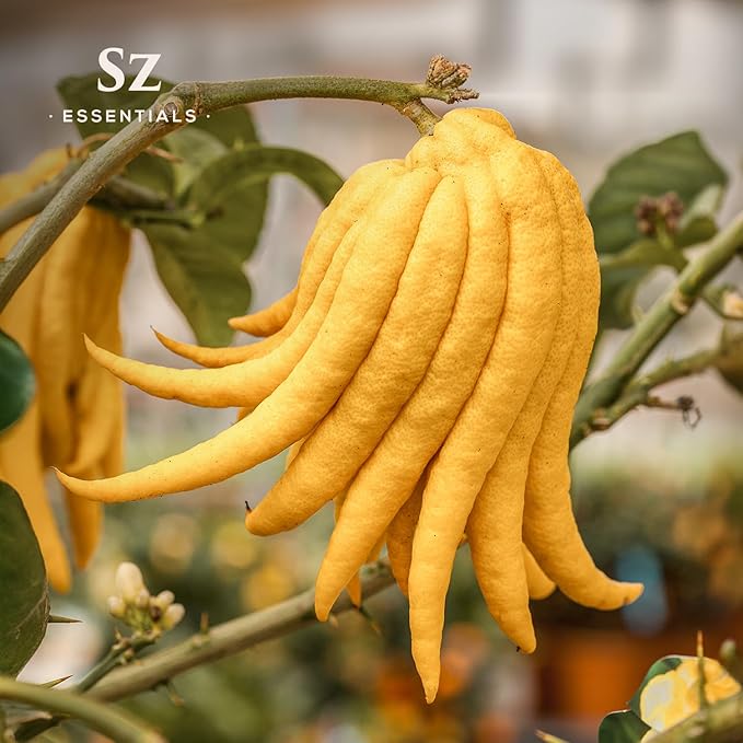 Buddha's Hand Essential Oil, 100% Pure, Extracted from The Most Fragrant Italian Finger Citron - Citrusy & Lemony Scent with Sweet Overtones - Therapeutic Grade & Vegan - 0.17oz (5ml)-Velvo Beauty