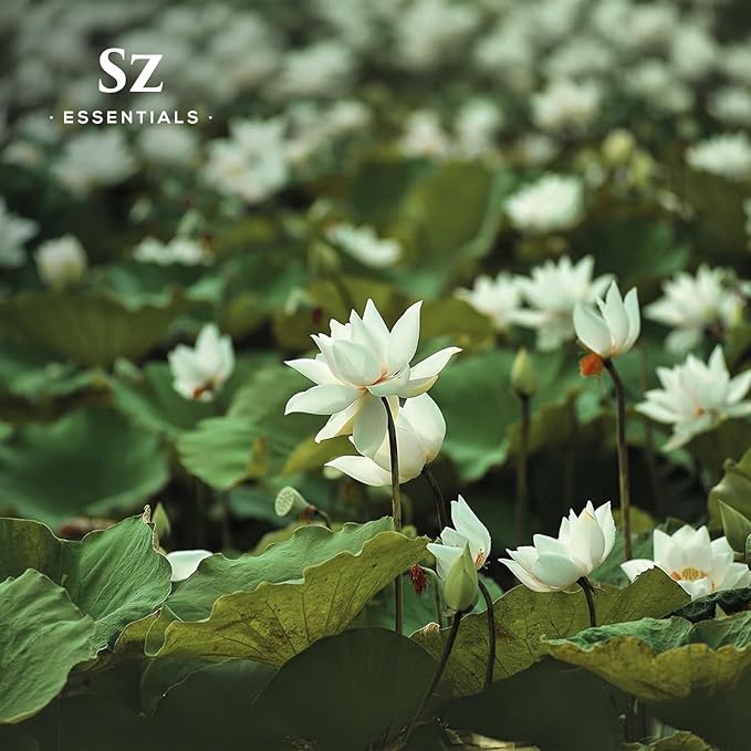 White Lotus 100% Pure, Essential Natural Oil - Extracted from Nymphaea Lotus - Rich & Sweet Scent, with Exotic Floral Overtones - Therapeutic Grade & Vegan - 0.17 fl oz (5ml)-Velvo Beauty