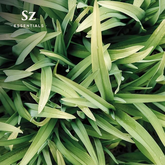 – Ginger Grass Essential Oil – 100% Pure & Undiluted (Cymbopogon martinii VAR. Sofia)– Fresh Citrusy Earthy Aroma – Aromatherapy, Perfumery, Skin Care – Therapeutic Grade - 1/6 oz. 5 mL-Velvo Beauty