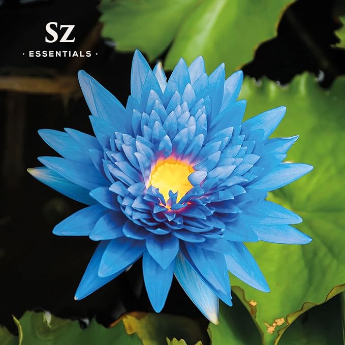 Blue Lotus Essential Oil 100% Pure, Undiluted Oil - Extracted from Nymphaea Caerulea - Rich & Sweet Scent with Fruity Overtones - Therapeutic Grade & Vegan - 0.17oz (5ml)-Velvo Beauty