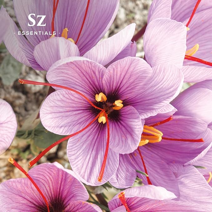 Saffron Essential Oil, 100% Pure, Extracted from Stigmas of The Saffron Flower - Spicy & Floral Scent with Earthy Overtones - Therapeutic Grade & Vegan - 0.17oz (5ml)-Velvo Beauty